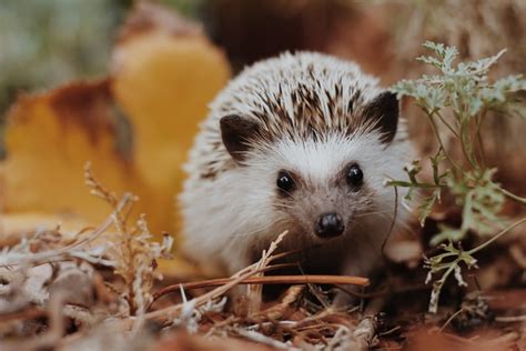 igel lustig|20 interessante und lustige Fakten zu Igeln .